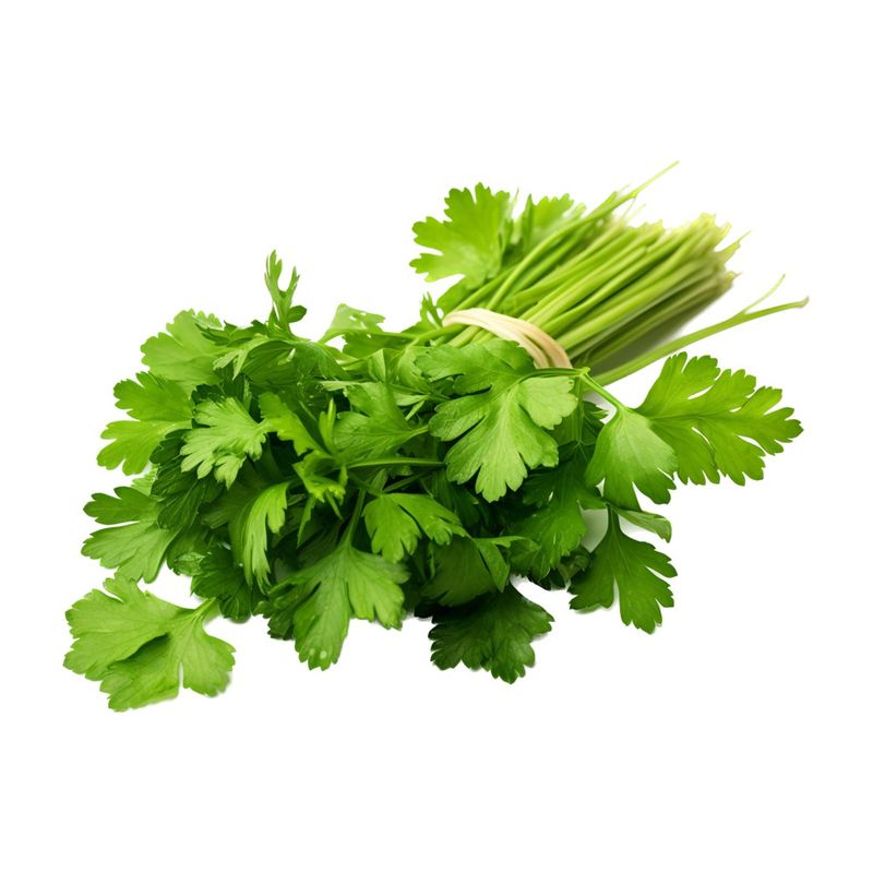 cilantro